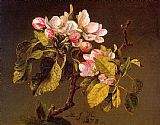Martin Johnson Heade Apple Blossoms painting